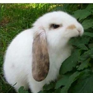 Meet your Posher, Elise